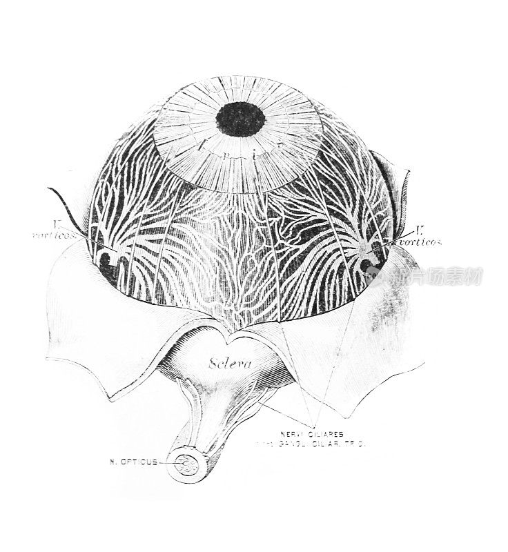 关于虹膜和脉膜神经的插图，在一本旧书《描述解剖学》中，由C. Heitzmann, 1870年，维也纳